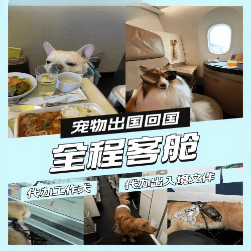 东莞宠物托运到白俄罗斯宠物入境规定和要求